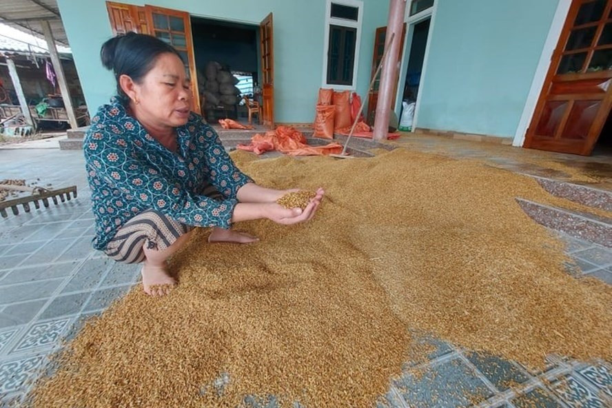  Bà Vị mếu máo vì lũ lụt trôi mất bò và 1,5 tấn lúa bị ướt hỏng. Ảnh: Trần Tuấn.