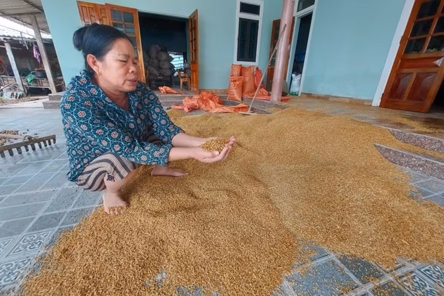 Bà Vị mếu máo vì lũ lụt trôi mất bò và 1,5 tấn lúa bị ướt hỏng. Ảnh: Trần Tuấn. Bà Vị mếu máo vì lũ lụt trôi mất bò và 1,5 tấn lúa bị ướt hỏng. Ảnh: Trần Tuấn.