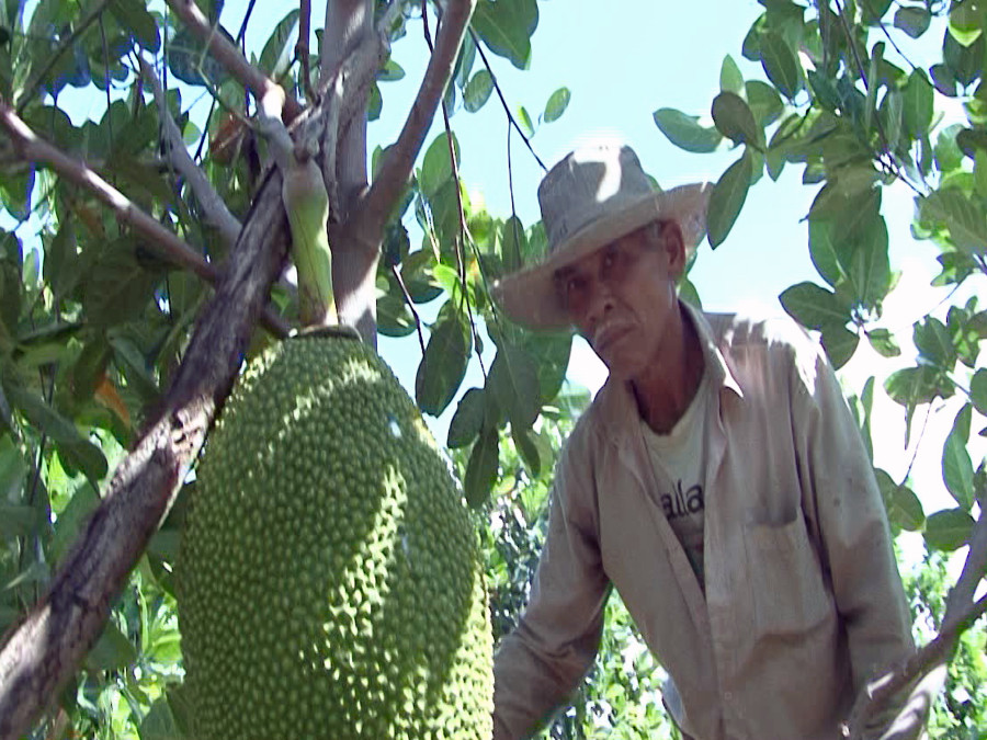 Ông Hồ Tấn Tại (thôn 1, xã Kông Pla) chăm sóc vườn mít Thái. Ảnh: Ngọc Sang