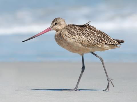 Chim choắt mỏ thẳng đuôi vằn là loài chim sống ở vùng Alaska, kiếm ăn ở khu vực gần nước. Mỏ dài giúp chim thọc sâu được xuống dưới bùn để lôi con mồi lên.