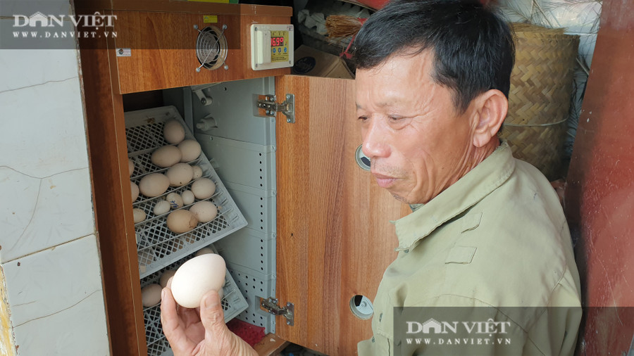 Đối với các dòng chim cảnh có giá trị, trứng sau khi lấy ra phải cho vào lò ấp ngay để có tỉ lệ nở cao nhất. Đối với các dòng chim cảnh có giá trị, trứng sau khi lấy ra phải cho vào lò ấp ngay để có tỉ lệ nở cao nhất.