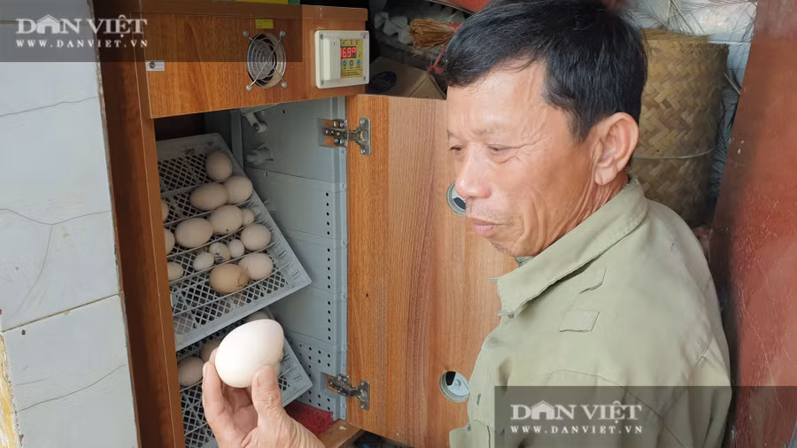 Đối với các dòng chim cảnh có giá trị, trứng sau khi lấy ra phải cho vào lò ấp ngay để có tỉ lệ nở cao nhất.