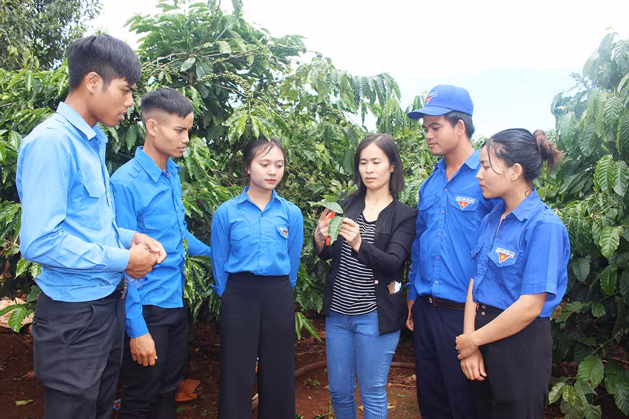Giảng viên Trường Đại học Nông Lâm TP. Hồ Chí Minh-Phân hiệu Gia Lai hướng dẫn thanh niên xã A Dơk (huyện Đak Đoa) kỹ thuật ghép cành cà phê. Ảnh: Phan Lài