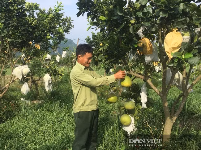 Ông Phạm Hồng Hiền (thôn Quý Tiến, xã Hà Sơn, huyện Hà Trung, tỉnh Thanh Hóa) thu thêm 30 triệu đồng/ha/năm từ việc trồng bưởi da xanh xen canh với cây hoa huệ. Ảnh: Vũ Thượng