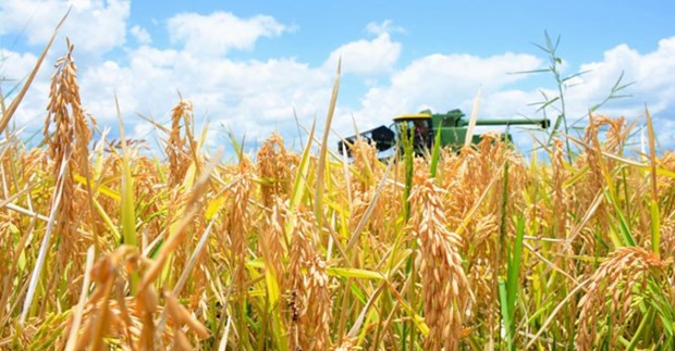 Australua đang bị thiếu hụt một lượng lớn nguồn cung cấp gạo nội địa. (Nguồn: thenewdaily) Australua đang bị thiếu hụt một lượng lớn nguồn cung cấp gạo nội địa. (Nguồn: thenewdaily)