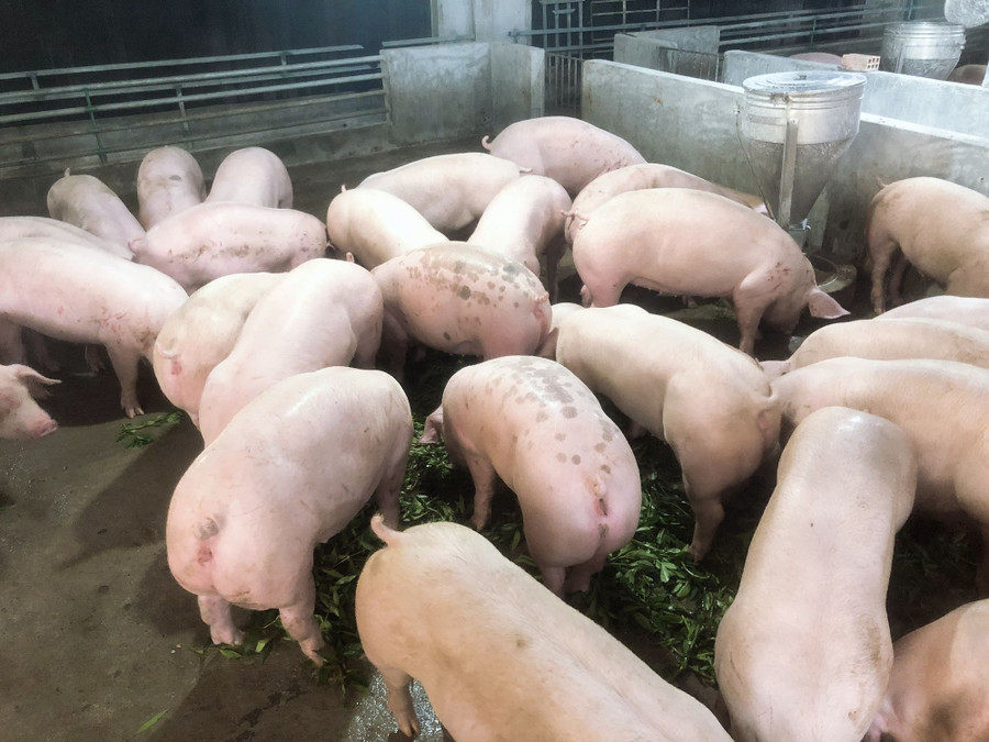 Đàn heo khỏe mạnh, cho chất lượng thịt rất tốt. Đàn heo khỏe mạnh, cho chất lượng thịt rất tốt.