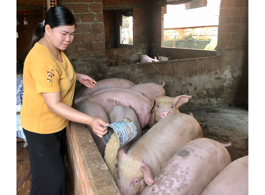 Mô hình chăn nuôi heo của gia đình anh Phạm Thế Cân (thị trấn Ia Kha, huyện Ia Grai). Ảnh: Lê Nam Mô hình chăn nuôi heo của gia đình anh Phạm Thế Cân (thị trấn Ia Kha, huyện Ia Grai). Ảnh: Lê Nam