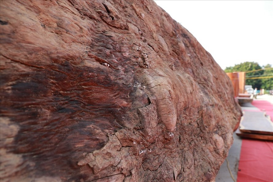 Khúc gỗ 5.000 năm tuổi được... triển lãm ngay giữa Thủ đô, không khác gì cổ xuý cho tiêu dùng trưởng giả lấy tàn sát tự nhiên làm... đẳng cấp. Ảnh Thanh Nga/LĐO Khúc gỗ 5.000 năm tuổi được... triển lãm ngay giữa Thủ đô, không khác gì cổ xuý cho tiêu dùng trưởng giả lấy tàn sát tự nhiên làm... đẳng cấp. Ảnh Thanh Nga/LĐO