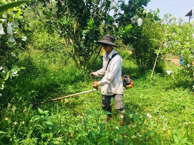 Thầy giáo trẻ tự tay ôm máy phát cỏ để chăm sóc vườn cây