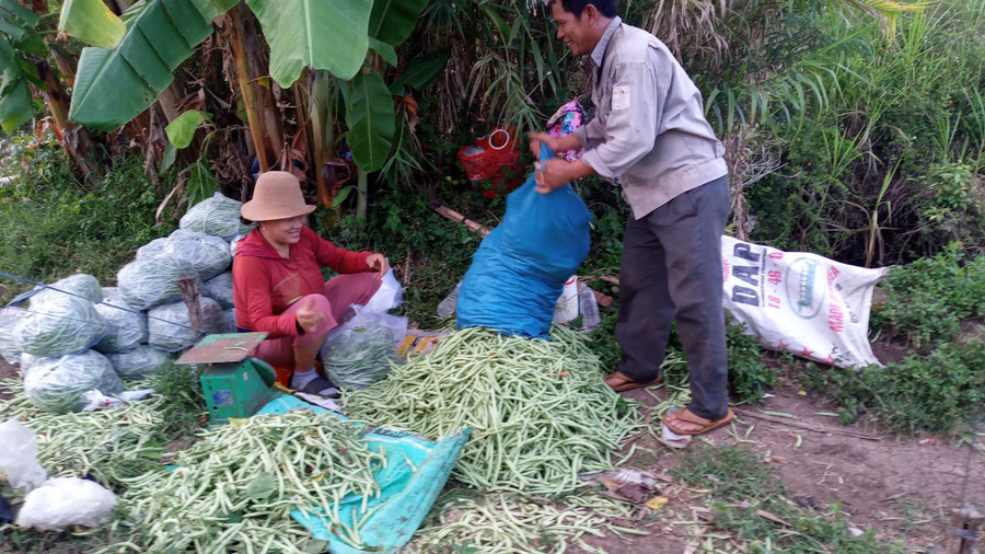 Thương lái đến tận vườn trồng đậu cô ve của gia đình anh Lê Hữu Phước, thôn Phú Thạnh, xã An Chấn, huyện Tuy An, tỉnh Phú Yên thu mua đậu cô ve