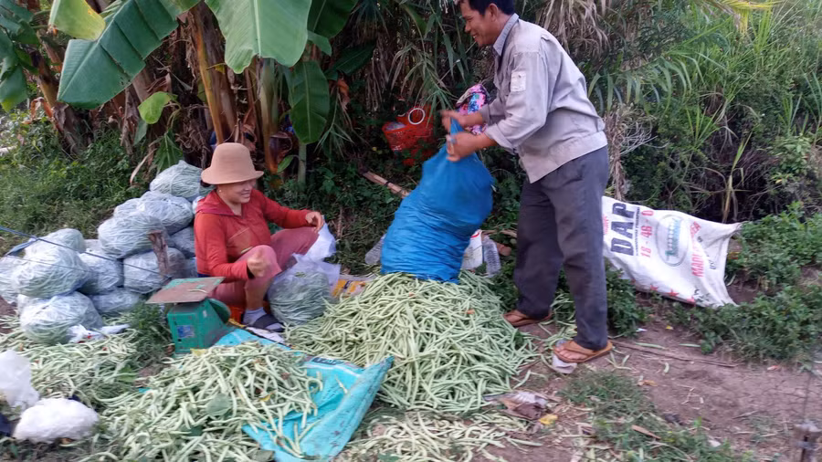 Thương lái đến tận vườn trồng đậu cô ve của gia đình anh Lê Hữu Phước, thôn Phú Thạnh, xã An Chấn, huyện Tuy An, tỉnh Phú Yên thu mua đậu cô ve