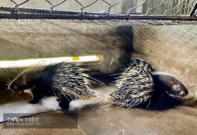 Nhím-con đặc sản mang về tiền chục triệu cho ông nông dân tỷ phú Võ Thanh Hùng, xã Hành Nhân, huyện Nghĩa Hành (Quảng Ngãi). Nhím-con đặc sản mang về tiền chục triệu cho ông nông dân tỷ phú Võ Thanh Hùng, xã Hành Nhân, huyện Nghĩa Hành (Quảng Ngãi).