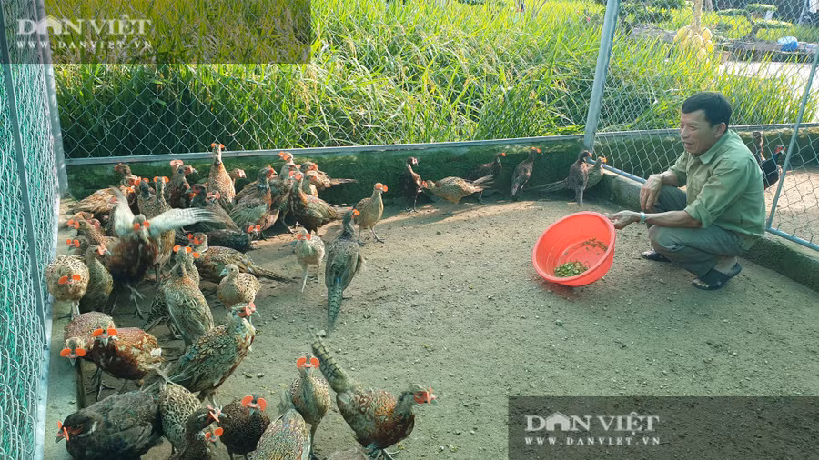 Mỗi năm cơ sở nhà ông Nguyễn Đình Thiên (63 tuổi) ở xóm 13 Giao Thịnh, huyện Giao Thủy, tỉnh Nam Định bán ra thị trường hơn 400 con chim trĩ thương phẩm và 5.000 con chim trĩ giống.