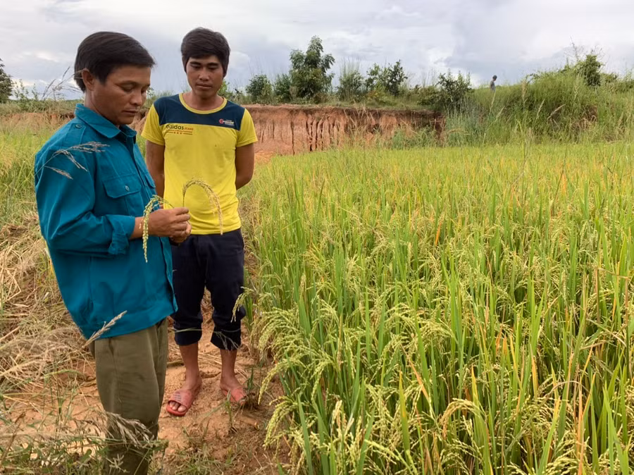 Anh Đinh Nhin (bìa phải) cùng cán bộ thôn Kinh Pêng thăm cánh đồng lúa cạn chuẩn bị thu hoạch. Ảnh: Nguyên Hương
