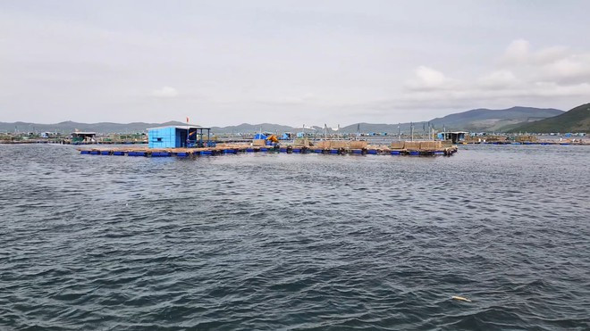 Người dân nuôi tôm trên vịnh Xuân Đài chằng chống lồng bè để phòng chống bão số 9. ĐỨC HUY