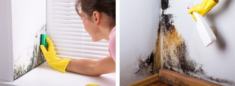 Hãy loại bỏ nấm mốc ở mọi ngóc ngách (Đồ họa: TT)