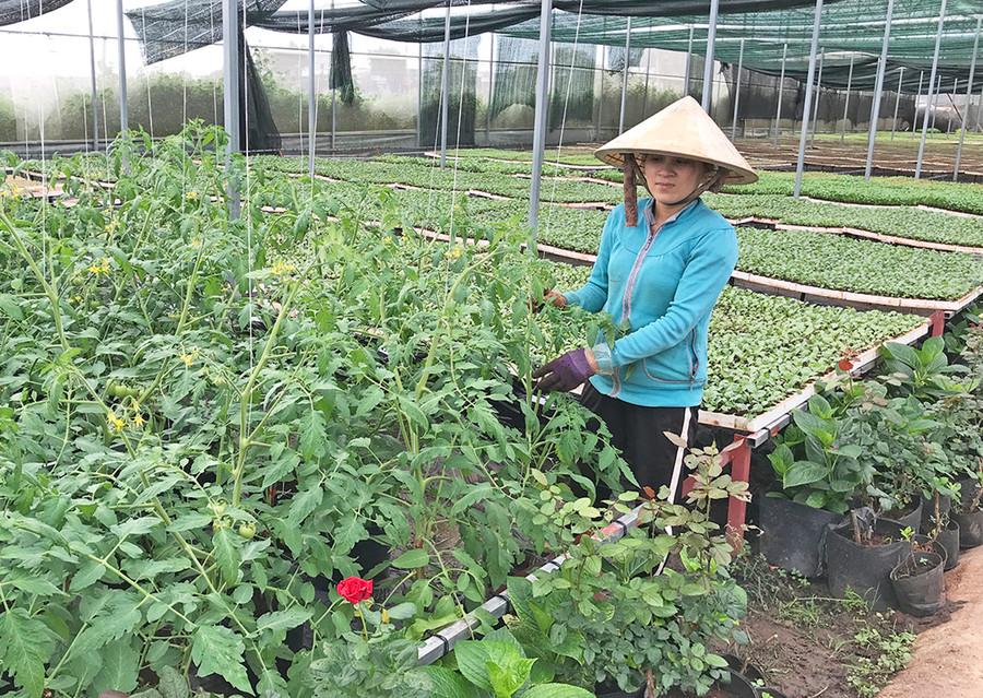 Nhà lồng sản xuất rau an toàn của HTX Nông nghiệp và Dịch vụ An Phú Thịnh (TP. Pleiku). Ảnh: N.D