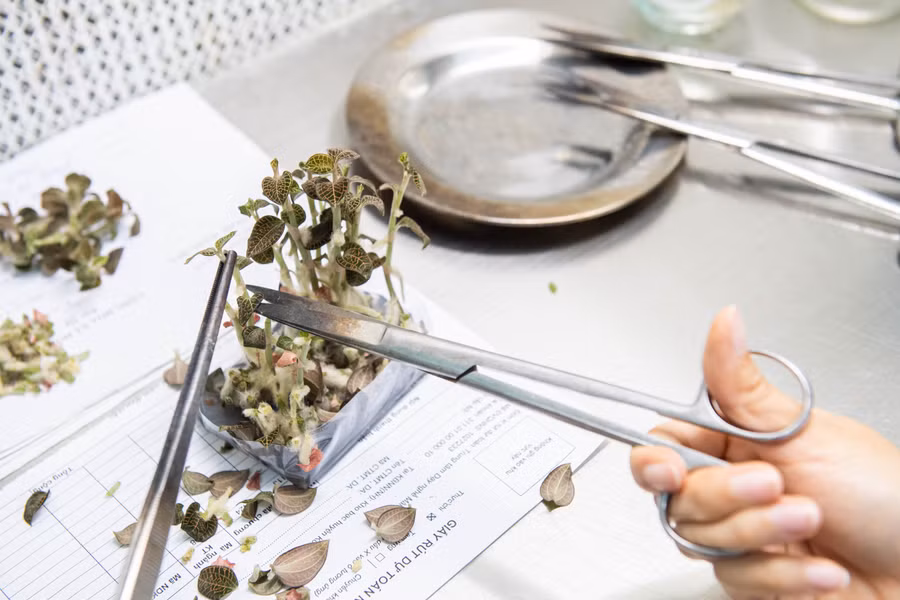 Chồi ngọn và các mắt đốt ngang thân lan kim tuyến được cắt để nuôi cấy mô. Ảnh: ĐT