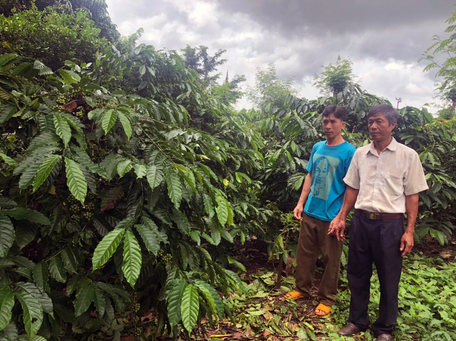 Ông Vũ Văn Chính (bìa phải) bên vườn cà phê của gia đình. Ảnh: Anh Huy