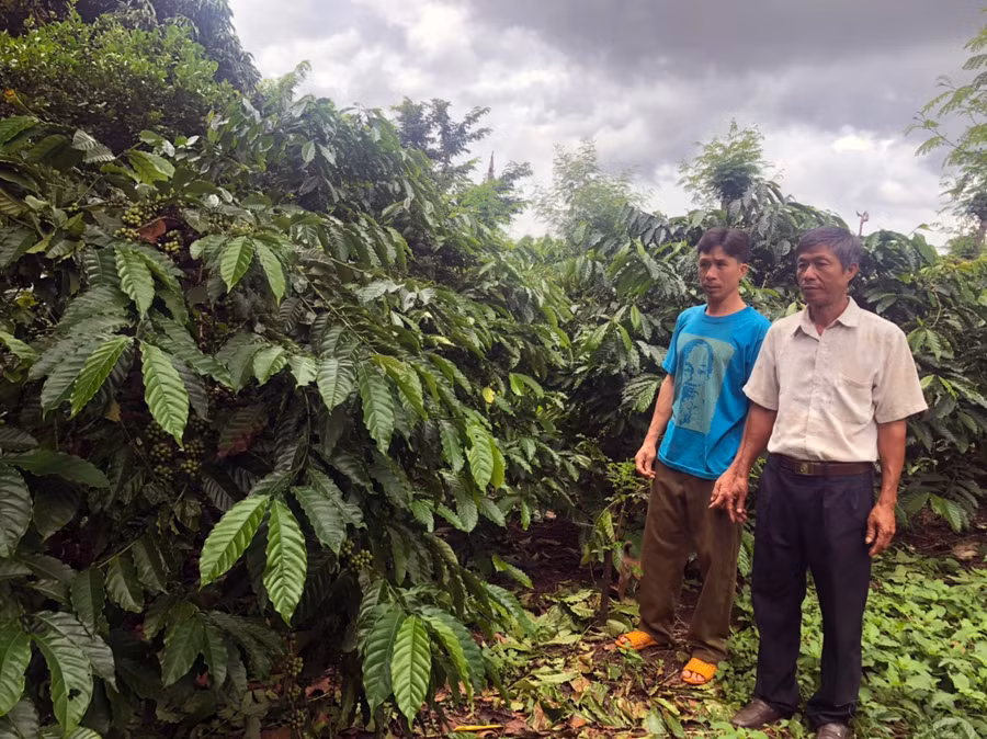 Ông Vũ Văn Chính (bìa phải) bên vườn cà phê của gia đình. Ảnh: Anh Huy