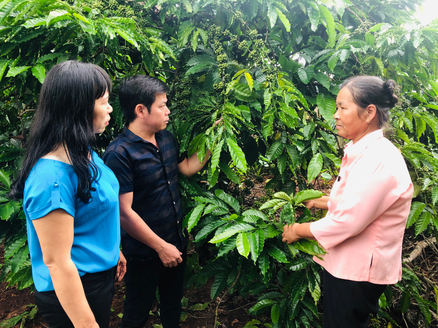 Bà Đào Thị Thảo (bìa phải) chia sẻ kinh nghiệm chăm sóc cây cà phê cho hội viên. Ảnh P.L