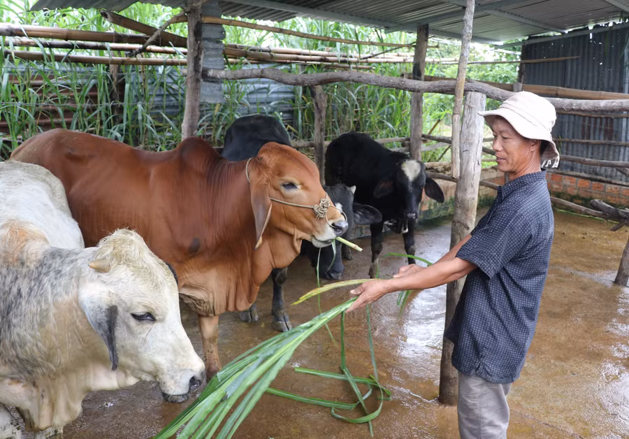 Ông Tào Văn Thành (tổ 1, thị trấn Kông Chro, huyện Kông Chro) chăm sóc đàn bò lai.jpg