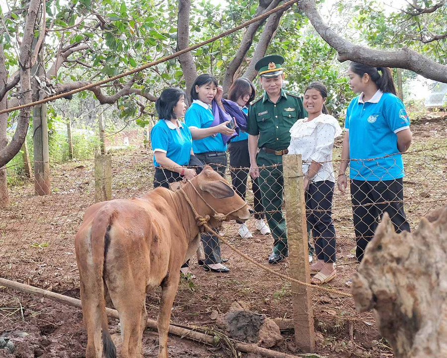 Tặng bò giống làm phương tiện sinh kế, giúp phụ nữ biên giới vươn lên thoát nghèo bền vững. Ảnh: Minh Châu