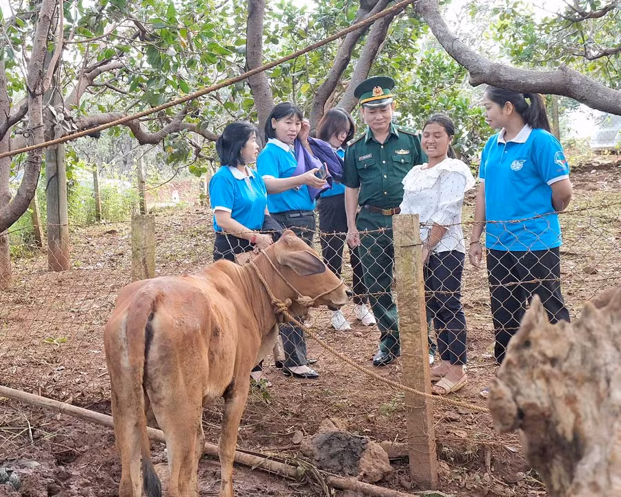 Tặng bò giống làm phương tiện sinh kế, giúp phụ nữ biên giới vươn lên thoát nghèo bền vững. Ảnh: Minh Châu