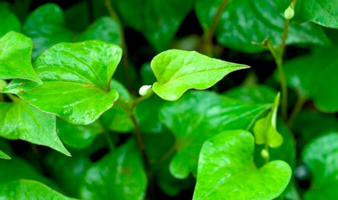 Rau xanh được ví như “thần dược” với những bệnh nhân cao huyết áp