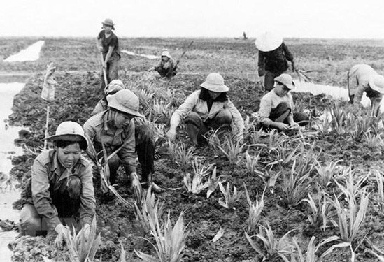 Thanh niên xung phong trồng dứa tại Nông trường Phạm Văn Hai. Ảnh: TƯ LIỆU TTXVN Thanh niên xung phong trồng dứa tại Nông trường Phạm Văn Hai. Ảnh: TƯ LIỆU TTXVN