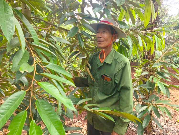 Nhờ áp dụng quy trình chăm sóc theo hướng hữu cơ nên vườn sầu riêng của gia đình ông Lê Xuân Chức (xã Ia Bang, huyện Chư Prông) phát triển tốt. Ảnh: R'Ô Hok