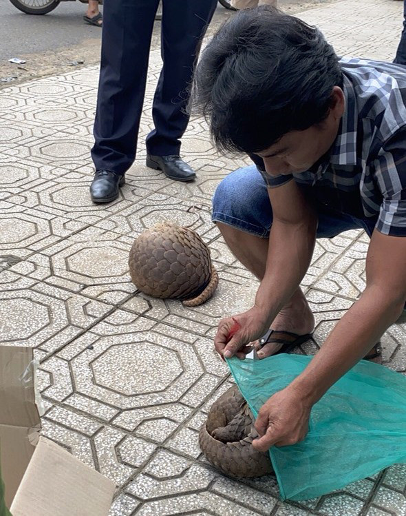 2 cá thể tê tê bị công an bắt giữ.