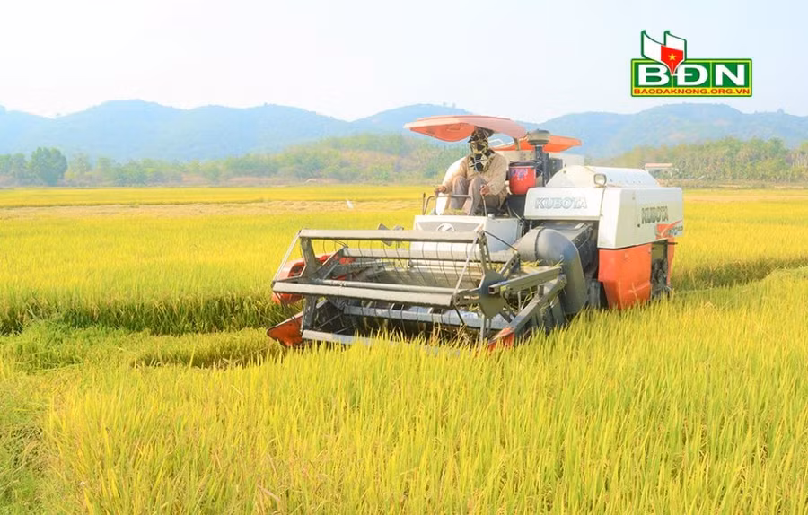 Đưa các giống mới vào sản xuất để thích ứng với biến đổi khí hậu, ngăn ngừa sâu bệnh, nâng cao năng suất, chất lượng