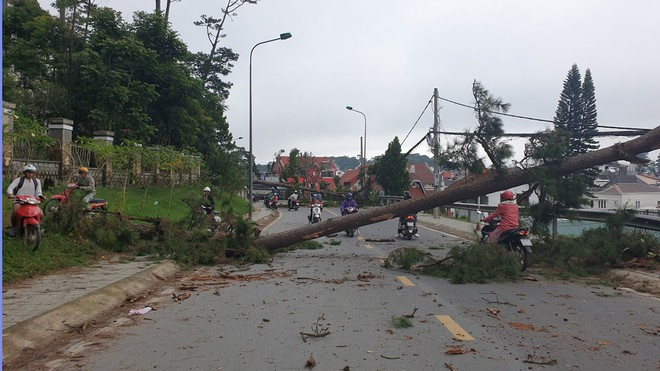Thông cổ thụ ngã đổ trên đường Hoàng Văn Thụ ẢNH: G.B