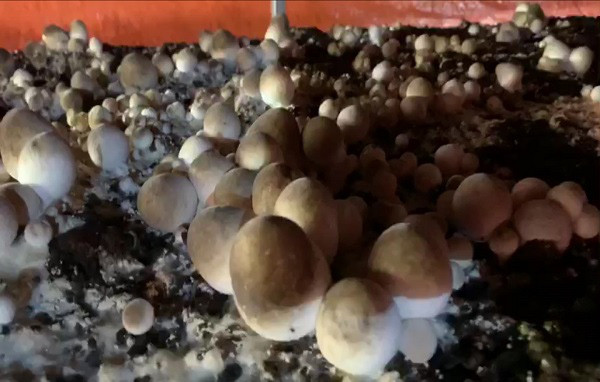 Được chọc lọc từ các meo giống khỏe nên nấm rơm trồng tại hợp tác xã trồng nấm Vinh Phúc (xã Thiện Tâm, huyện Vĩnh Cửu, tỉnh Đồng Nai) phát triển rất tốt.