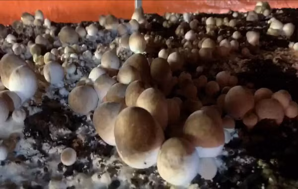 Được chọc lọc từ các meo giống khỏe nên nấm rơm trồng tại hợp tác xã trồng nấm Vinh Phúc (xã Thiện Tâm, huyện Vĩnh Cửu, tỉnh Đồng Nai) phát triển rất tốt.