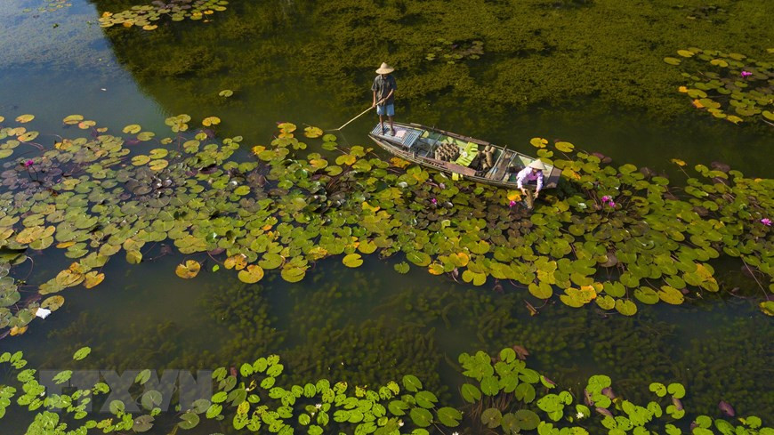 Những loại thủy sinh phong phú dưới làn nước tạo nên một vẻ đẹp ấn tượng của tự nhiên. (Ảnh: Minh Đức/TTXVN) Những loại thủy sinh phong phú dưới làn nước tạo nên một vẻ đẹp ấn tượng của tự nhiên. (Ảnh: Minh Đức/TTXVN)