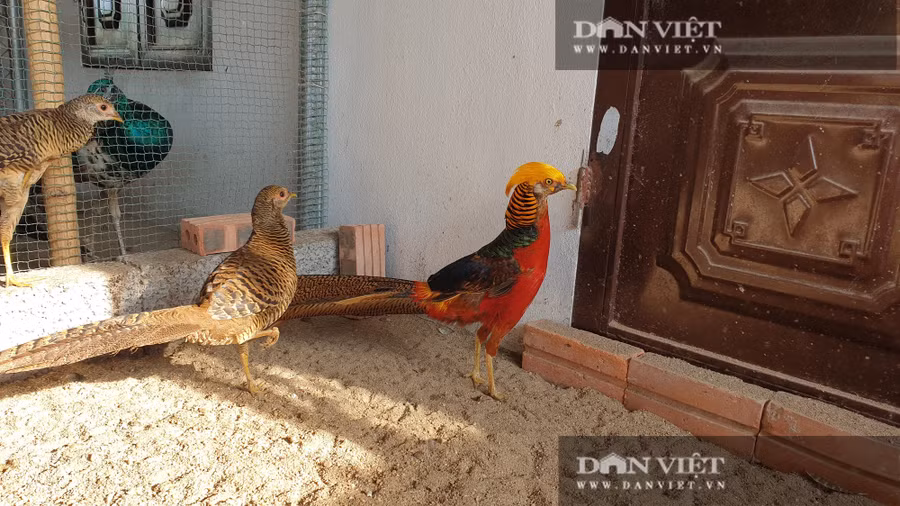  Nuôi chim công hay chim chĩm trĩ bảy màu làm cảnh đều phải có khoảng sân chơi nhỏ để chim tự do nhảy múa, vận động, tắm nắng, dưới sàn lót cát sỏi.