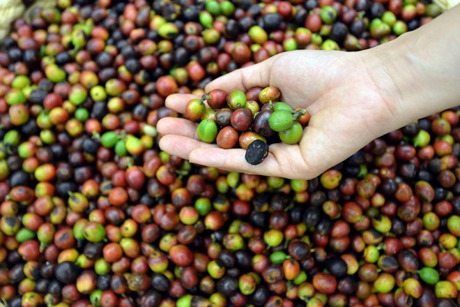 Giá cà phê hôm nay 15/10: Tăng mạnh tại các địa phương, giới đầu cơ tăng sức ép trước niên vụ mới ở Việt Nam