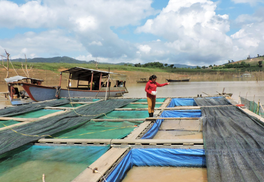 Nuôi cá lồng đang là hướng đi được nhiều hộ dân lựa chọn . Ảnh: T.H