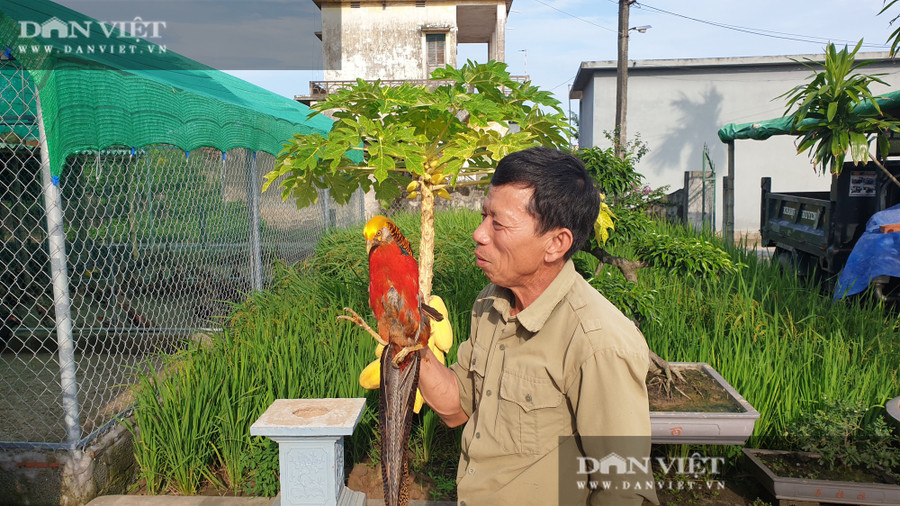 Mô hình nuôi chim quý hiếm, độc lạ của ông Nguyễn Đình Thiên, xóm 13 Giao Thịnh, huyện Giao Thủy (Nam Định) đang cho thu nhập gần 200 triệu đồng/năm.  Mô hình nuôi chim quý hiếm, độc lạ của ông Nguyễn Đình Thiên, xóm 13 Giao Thịnh, huyện Giao Thủy (Nam Định) đang cho thu nhập gần 200 triệu đồng/năm.