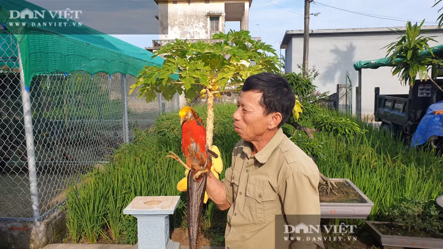  Mô hình nuôi chim quý hiếm, độc lạ của ông Nguyễn Đình Thiên, xóm 13 Giao Thịnh, huyện Giao Thủy (Nam Định) đang cho thu nhập gần 200 triệu đồng/năm.