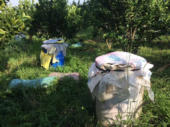 Công đoạn ủ phân sinh học để chăm sóc vườn cây cũng rất vất vả và đòi hỏi sự kiên nhẫn rất nhiều