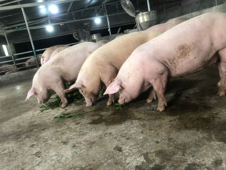 Nghề nuôi heo thảo mộc hướng đi mới ở huyện Hoài Ân, tỉnh Bình Định. Nghề nuôi heo thảo mộc hướng đi mới ở huyện Hoài Ân, tỉnh Bình Định.