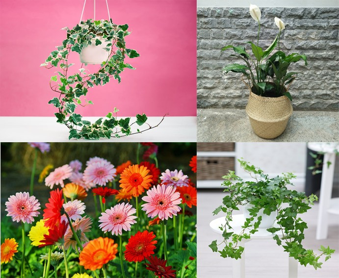 Trồng những loại cây thanh lọc không khí trong nhà (Đồ họa: TT)