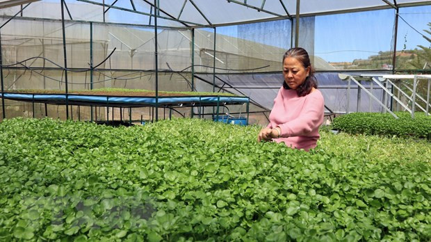 Trang trại trồng rau công nghệ cao thuộc Công ty TNHH Trồng trọt - Thương mại Kim Bằng của bà Nguyễn Thị Huệ ở phường 7, thành phố Đà Lạt là một trong những mô hình trồng rau công nghệ cao thành công ở tỉnh Lâm Đồng. (Ảnh: Chu Quốc Hùng/TTXVN)