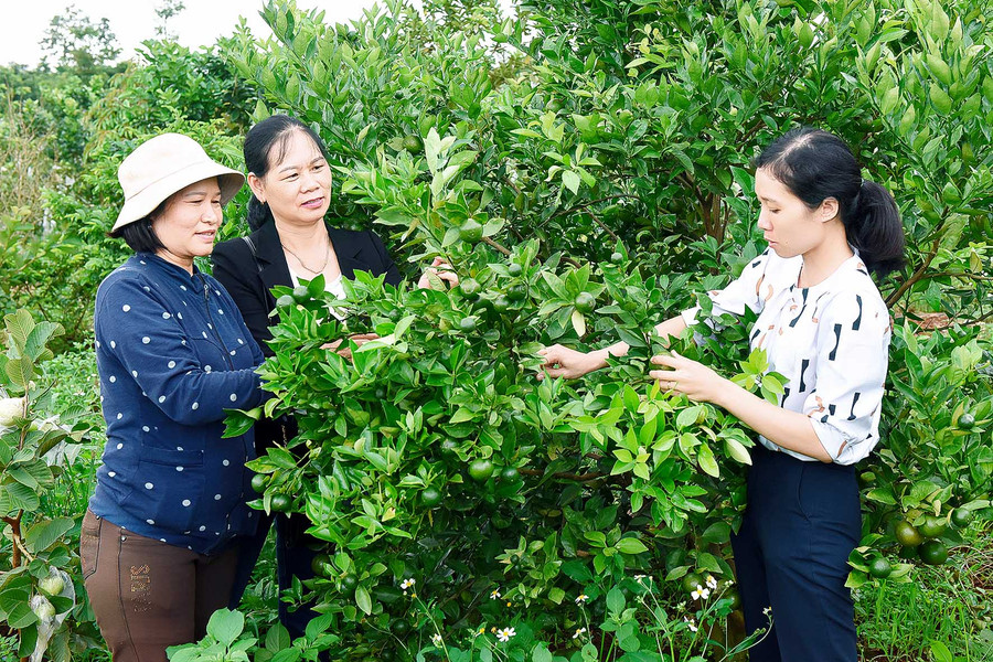Theo ông Bùi Hồng Quang- Trưởng phòng Kinh tế TP. Pleiku: Việc ứng dụng CNC vào sản xuất nông nghiệp trong thời gian qua trên địa bàn đã tạo hiệu ứng tốt, làm đòn bẩy để phát triển nông nghiệp. Các mô hình sản xuất nông nghiệp công nghệ cao cho năng suất cây trồng cao gấp 1,5 lần, tạo ra chuyển biến tích cực trong nhận thức của nông dân, giúp người dân yên tâm đầu tư, mở rộng sản xuất, làm giàu chính đáng.