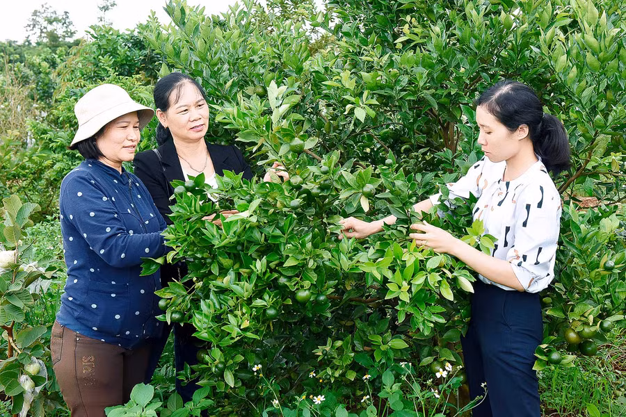 Theo ông Bùi Hồng Quang- Trưởng phòng Kinh tế TP. Pleiku: Việc ứng dụng CNC vào sản xuất nông nghiệp trong thời gian qua trên địa bàn đã tạo hiệu ứng tốt, làm đòn bẩy để phát triển nông nghiệp. Các mô hình sản xuất nông nghiệp công nghệ cao cho năng suất cây trồng cao gấp 1,5 lần, tạo ra chuyển biến tích cực trong nhận thức của nông dân, giúp người dân yên tâm đầu tư, mở rộng sản xuất, làm giàu chính đáng.