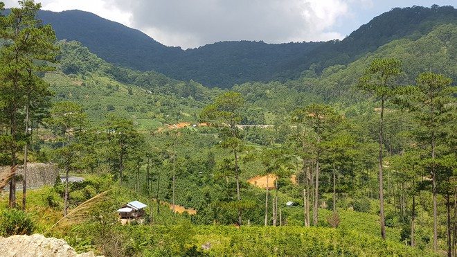 TK 268 chụp tháng 5.2019 ẢNH: LÂM VIÊN