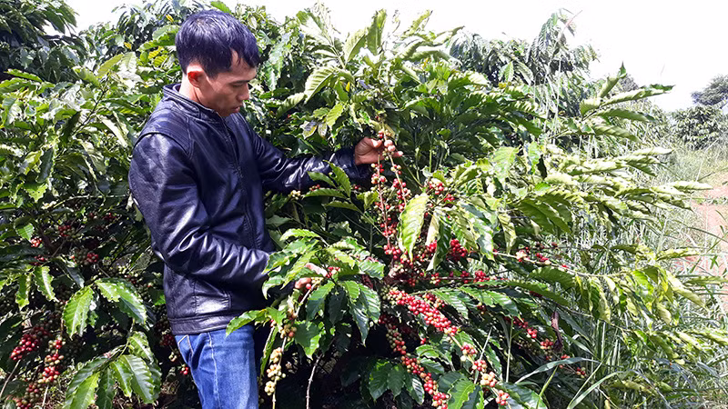 Nông dân một số xã, thị trấn của 2 huyện Ngọc Hồi, huyện Đắk Tô, tỉnh Kon Tum lo lắng cà phê rụng thối đã vào mùa thu hoạch nhưng không có đường vào khu sản xuất.